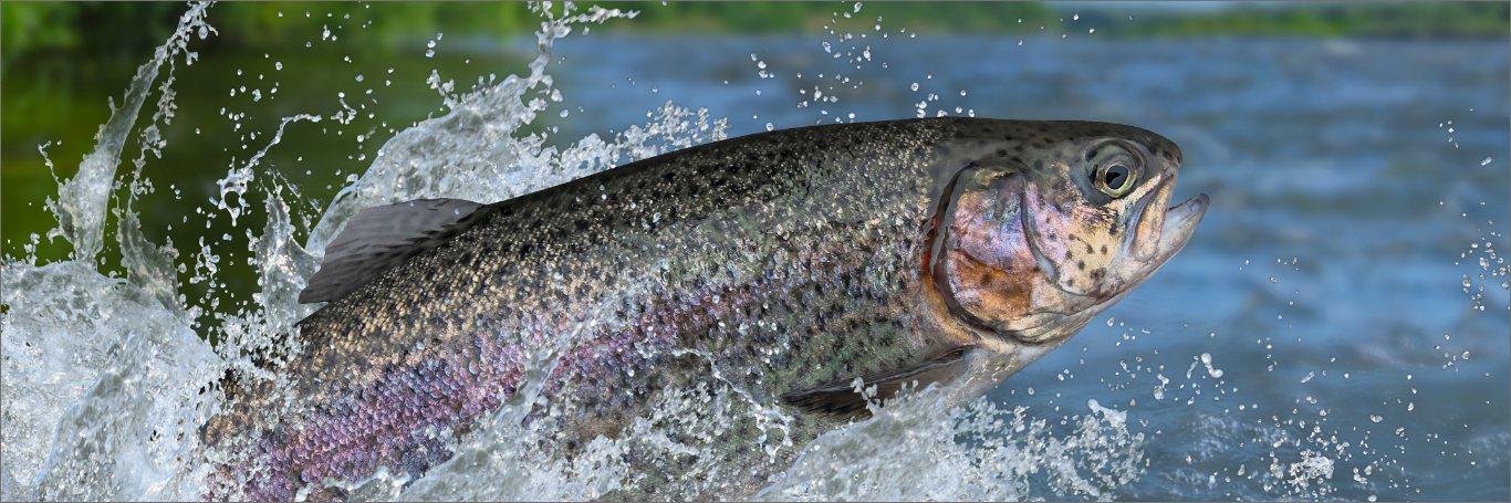Contact us Intro, fish in beautiful, utah fresh water lake.