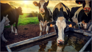 Agriculture Water Resources
